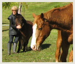 Farmstay Kerikeri